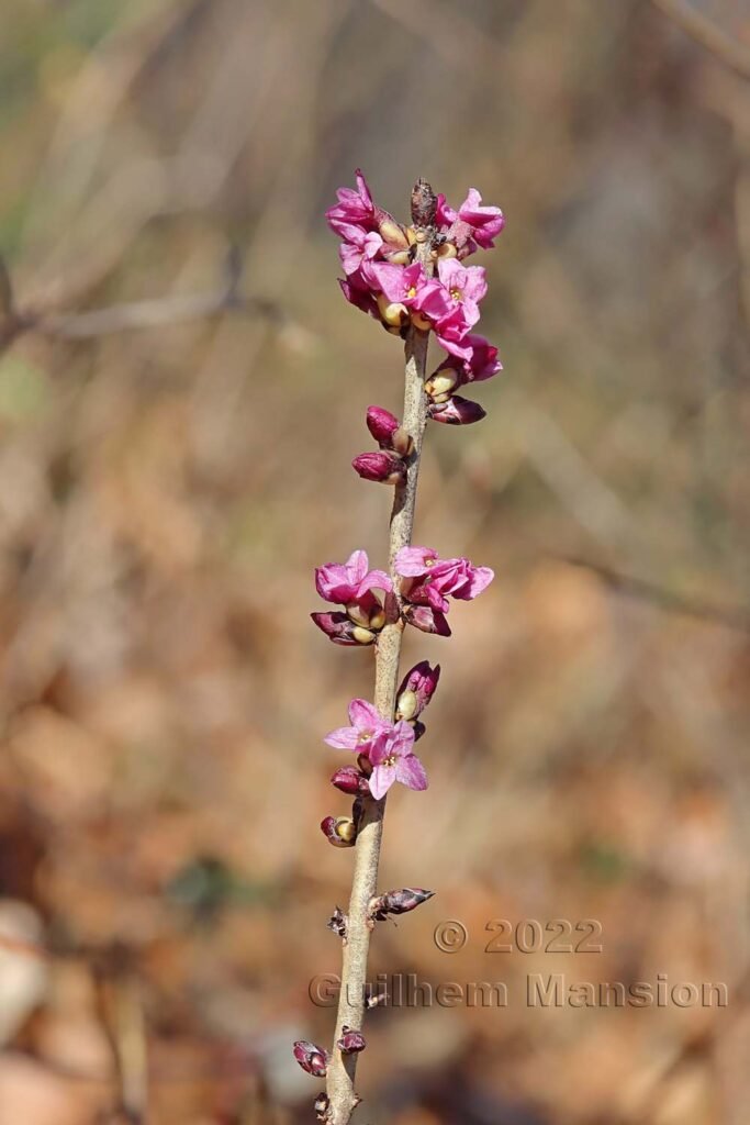 Daphne mezereum vers Aarburg (Suisse, Argovie)