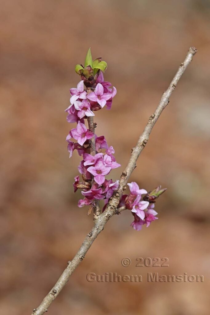 Daphne mezereum vers Herznach (Suisse, Argovie)