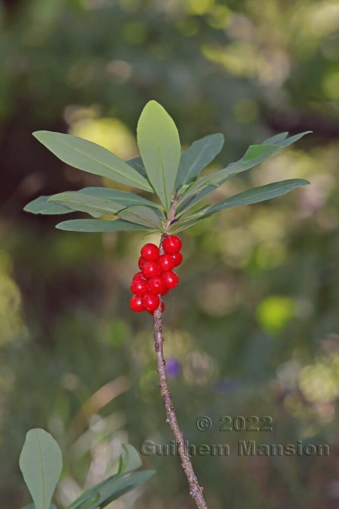 Daphne mezereum sur le Weissenstein (Suisse, Soleure)