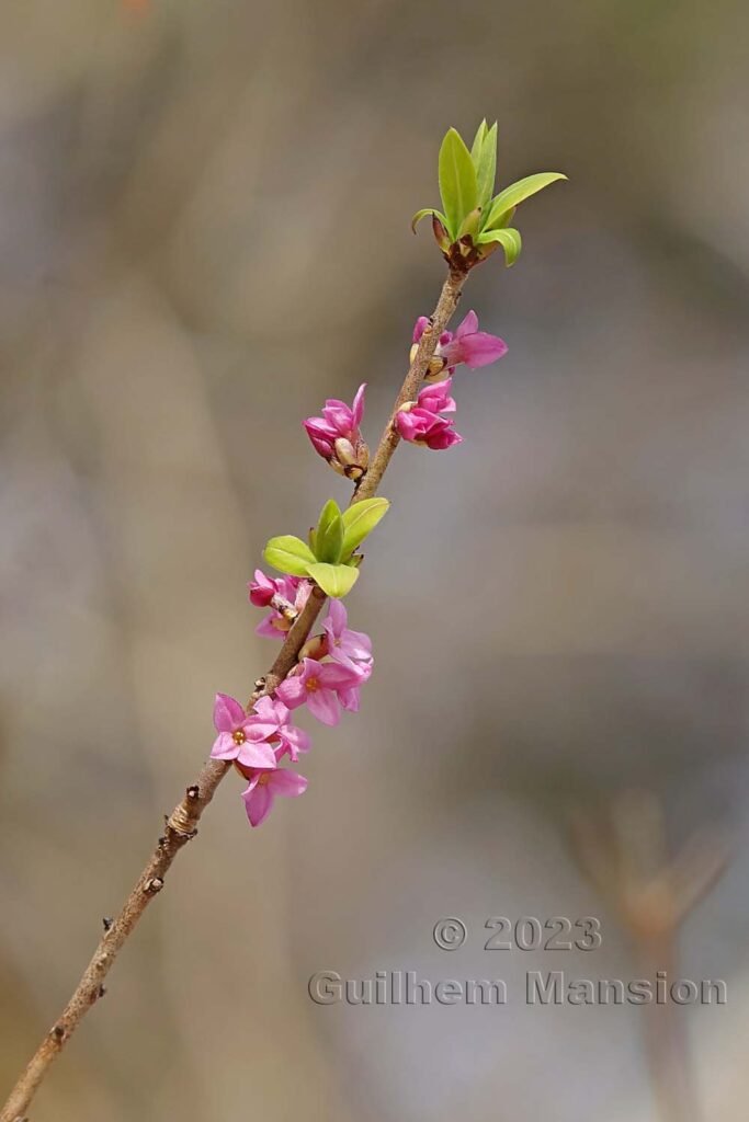 Daphne mezereum vers Aarburg (Suisse, Argovie)