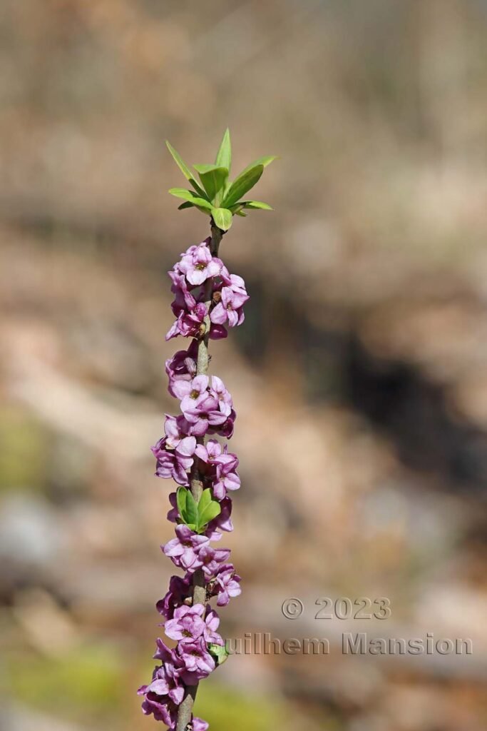 Daphne mezereum vers Aarburg (Suisse, Argovie)