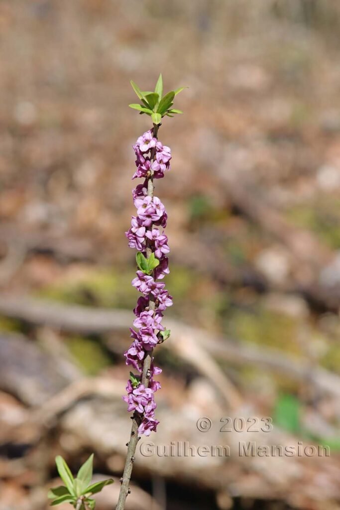 Daphne mezereum vers Aarburg (Suisse, Argovie)