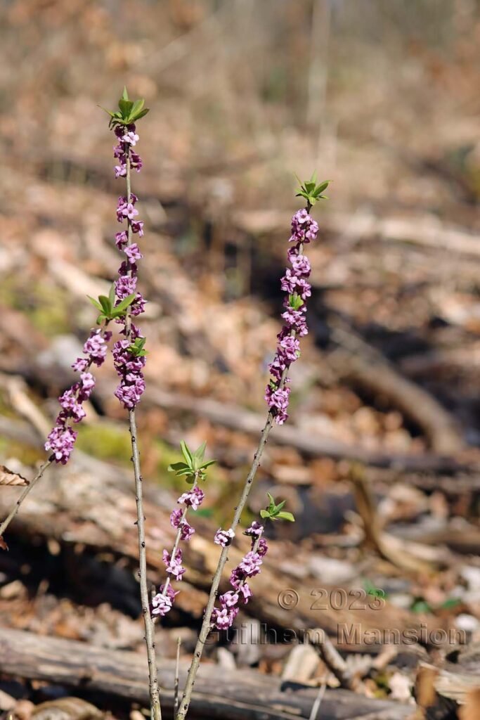Daphne mezereum vers Aarburg (Suisse, Argovie)