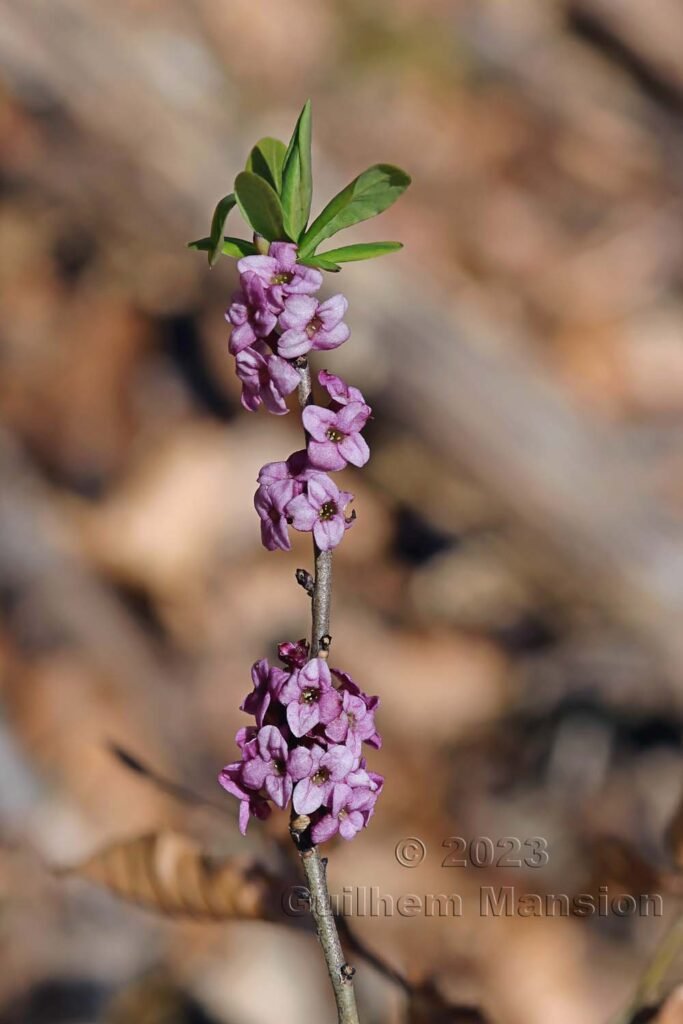 Daphne mezereum vers Aarburg (Suisse, Argovie)