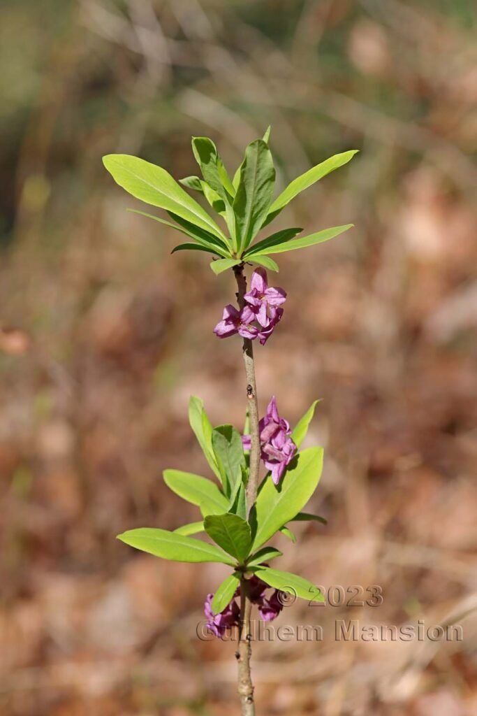 Daphne mezereum vers Aarburg (Suisse, Argovie)