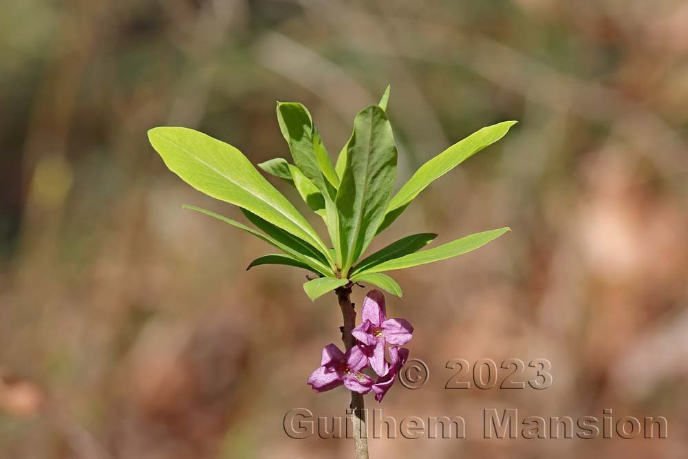 Daphne mezereum à Aarburg (Suisse, Argovie)