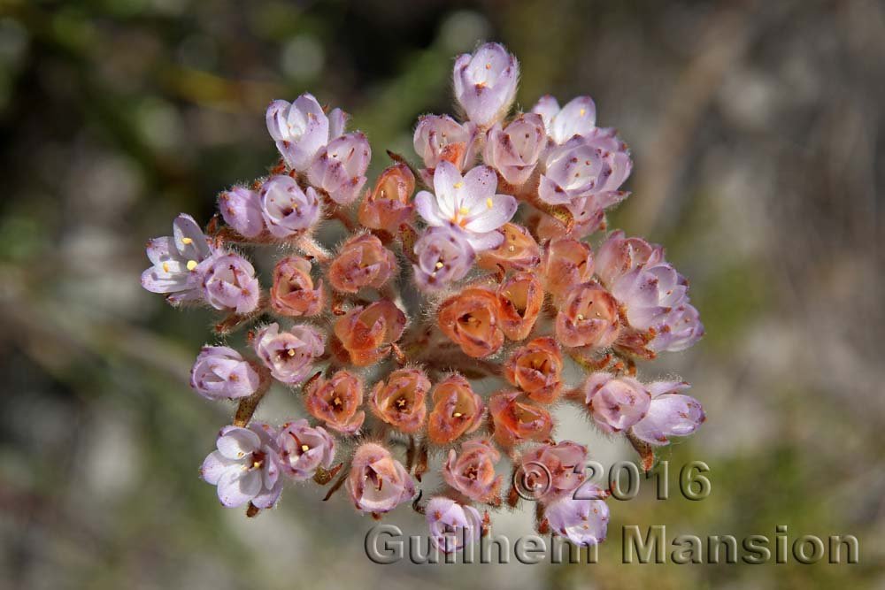Dilatris corymbosa dans la réserve de Kogelberg (Afrique du Sud)