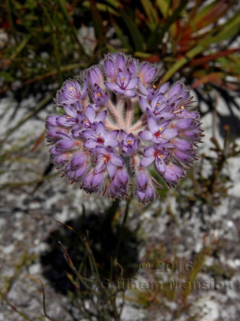 Dilatris corymbosa vers Silvermine (Afrique du Sud, Table Mountain National Parc)