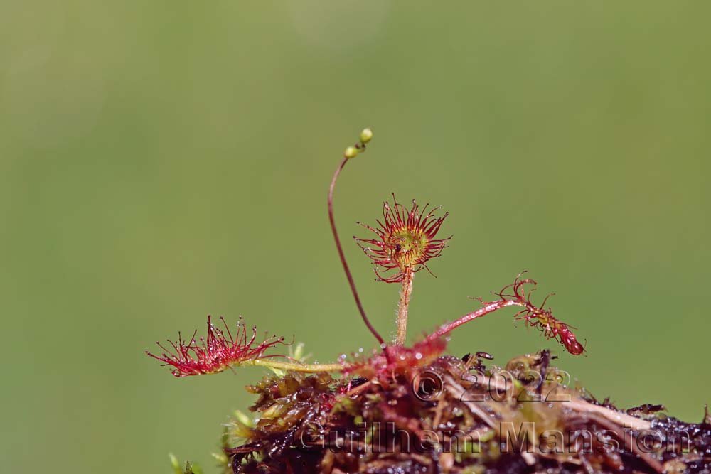 Drosera rotundifolia dans la région de l'Entlebuch (Suisse, Lucerne)