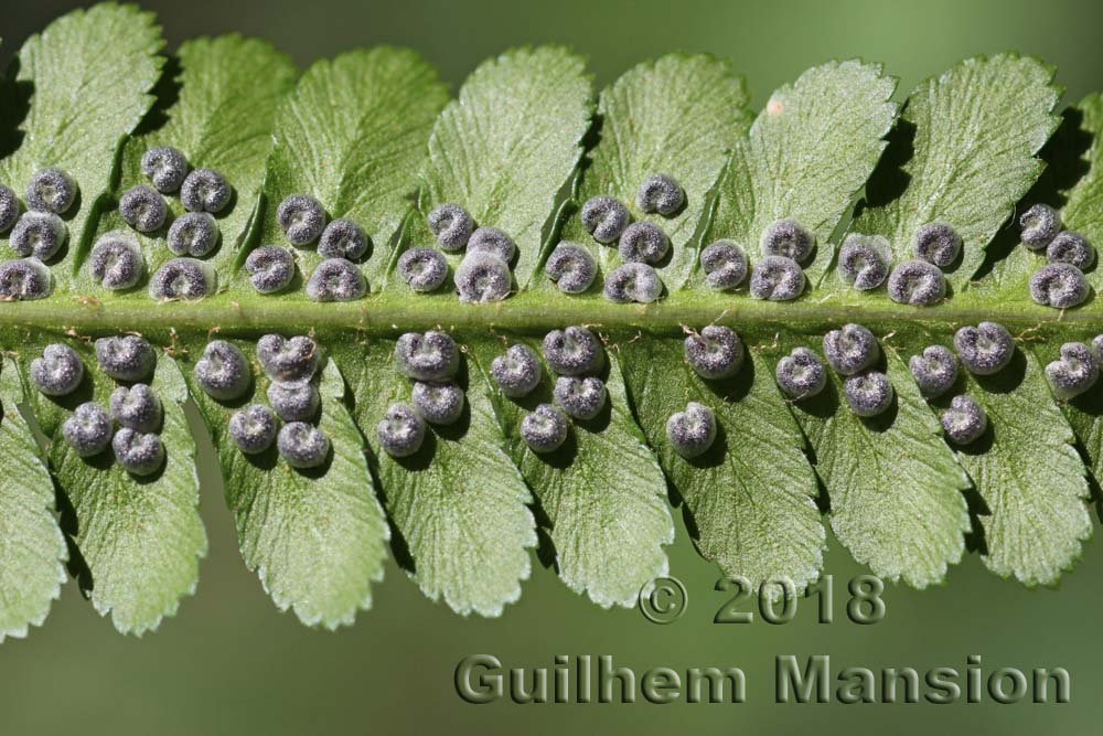 Dryopteris filix-mas vers Kloten (Suisse, Zurich)
