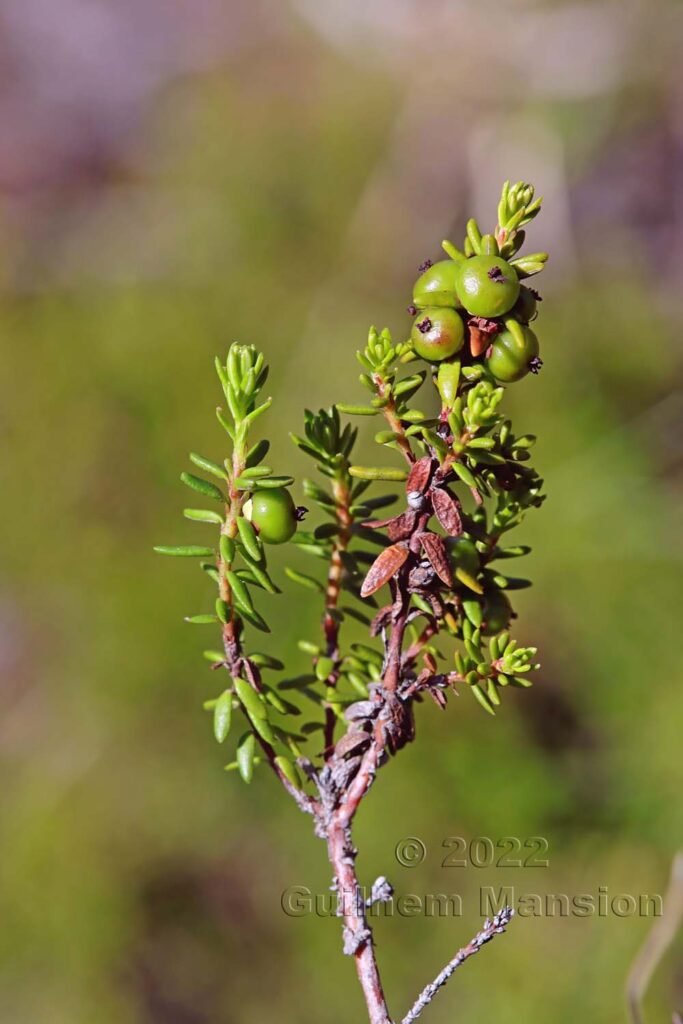 Empetrum nigrum vers le col du Simplon (Suisse, Valais)