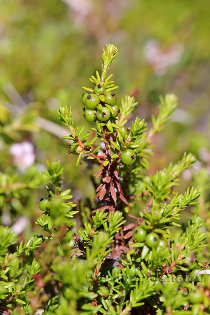 Empetrum nigrum vers le col du Simplon (Suisse, Valais)