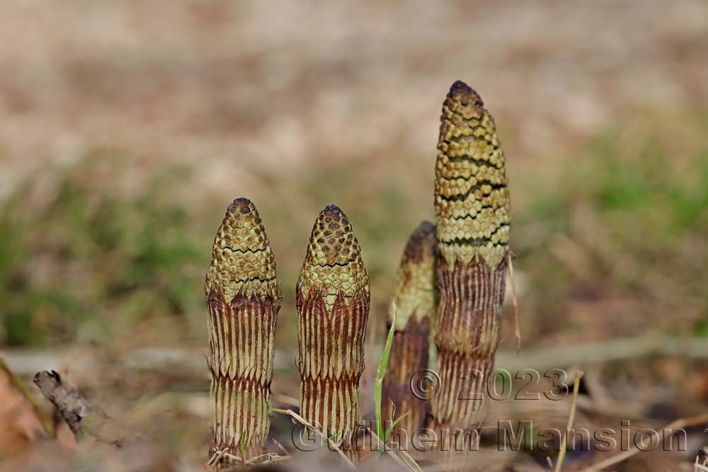 Equisetum telmateia à Aarburg (Suisse, Argovie)