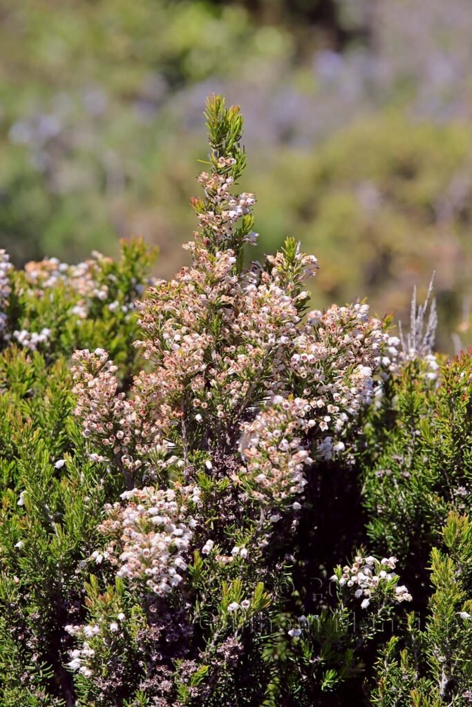 Erica arborea vers Bonifacio (France, Corse-du-Sud)