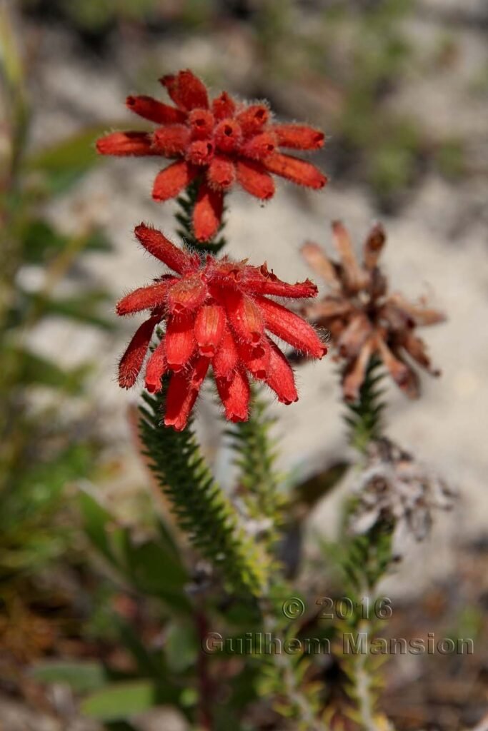 Erica cerinthoides vers Silvermine (Afrique du Sud, Table Mountain National Parc)