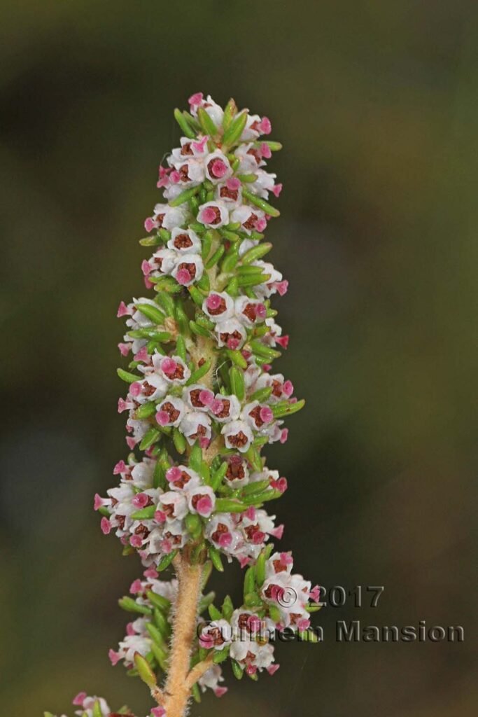 Erica hispidula dans la réserve de Kogelberg (Afrique du Sud)