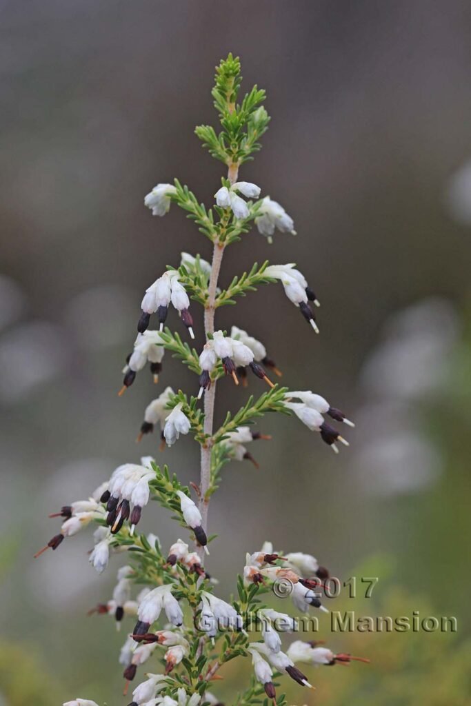 Erica imbricata dans la réserve de Kogelberg (Afrique du Sud)