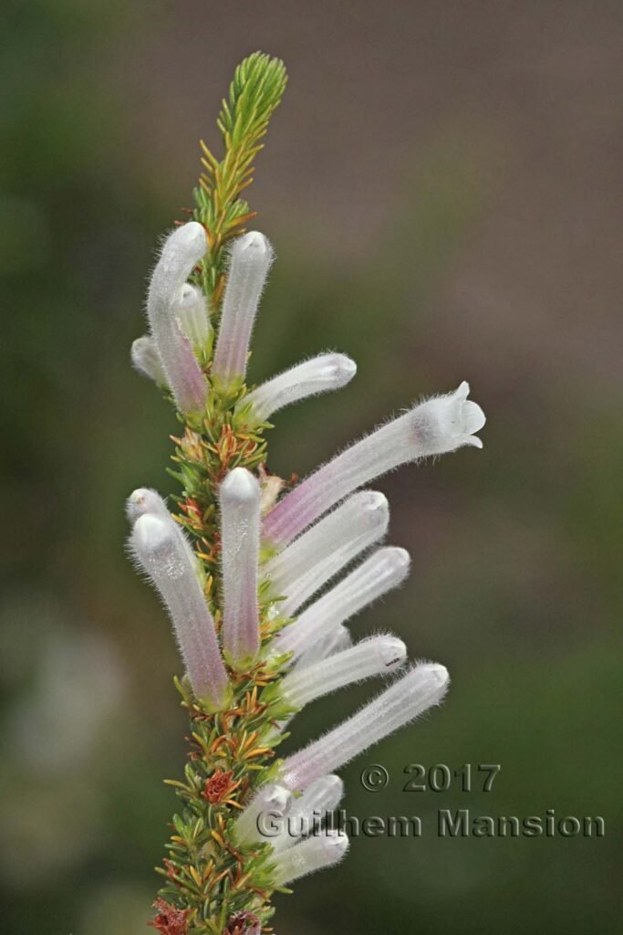Erica perspicua vers Kleinmond (Afrique du Sud)