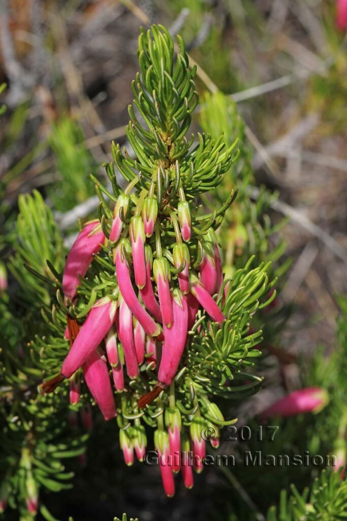 Erica plukenetii vers Kleinmond (Afrique du Sud)