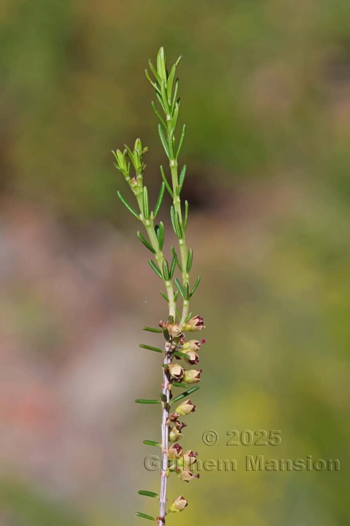 Erica scoparia au Monte Stello (France, Haute-Corse)