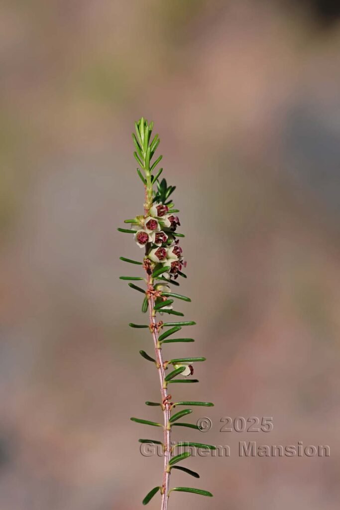 Erica scoparia au Monte Stello (France, Haute-Corse)