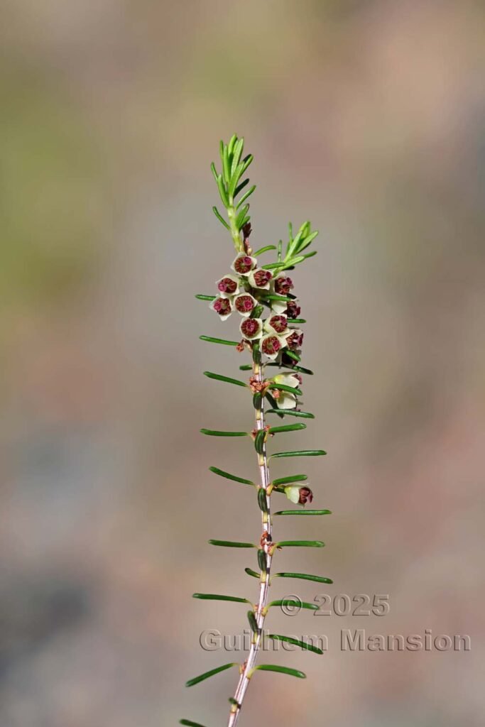 Erica scoparia au Monte Stello (France, Haute-Corse)