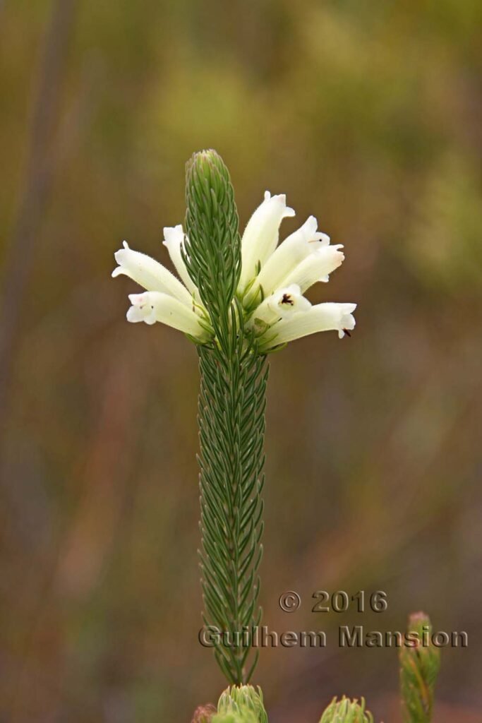 Erica sessiliflora dans la réserve de Kogelberg (Afrique du Sud)