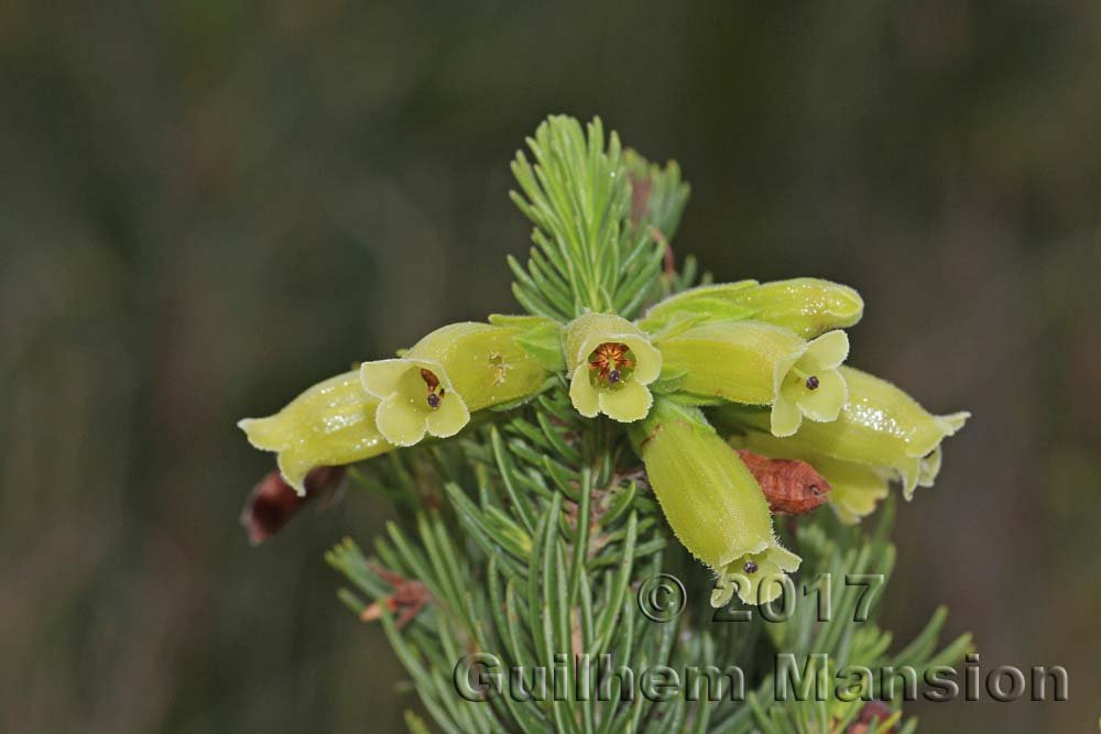 Erica sp. vers Kleinmond (Afrique du Sud)