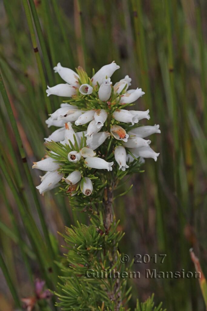 Erica sp. vers Kleinmond (Afrique du Sud)