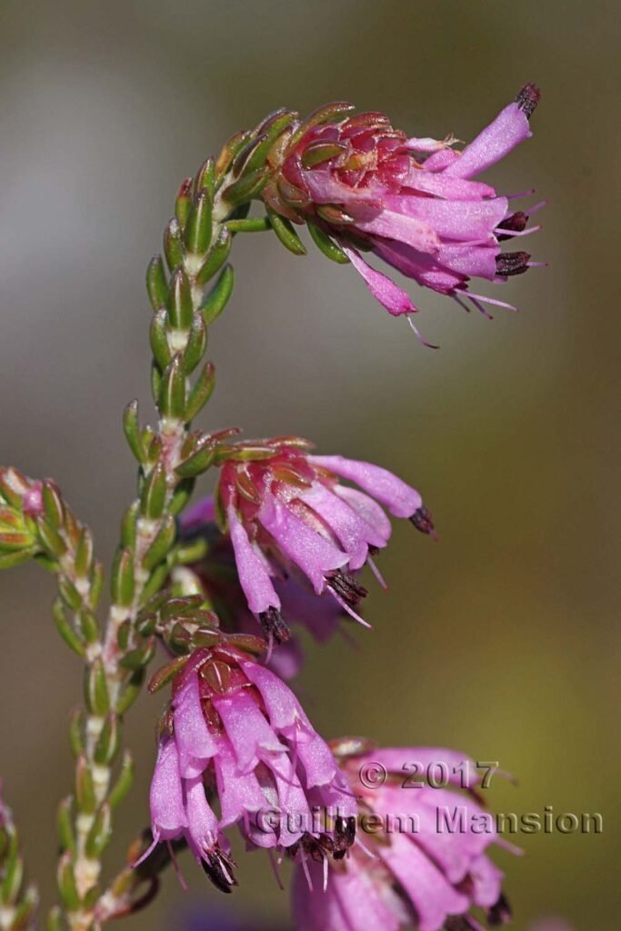 Erica sp. vers Kleinmond (Afrique du Sud)