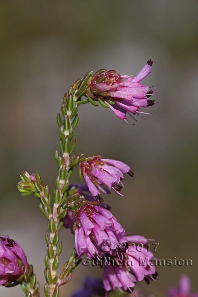 Erica sp. vers Kleinmond (Afrique du Sud)
