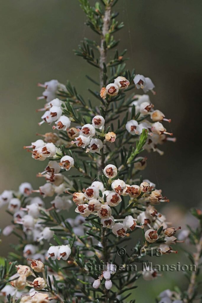 Erica sp. dans le Parc Naturel de Los Alcornocales (Espagne, Andalousie)