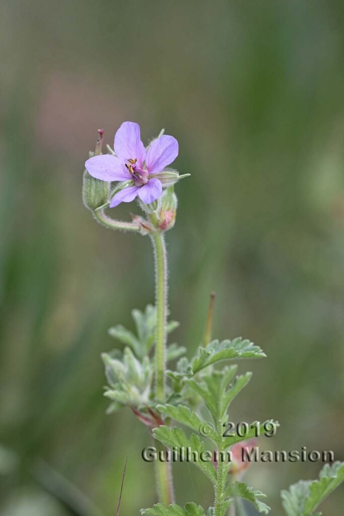 Erodium ciconium vers Poulx (France, Gard)