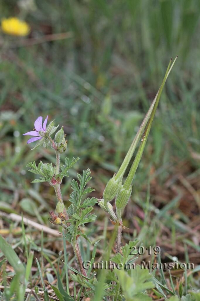 Erodium ciconium vers Poulx (France, Gard)