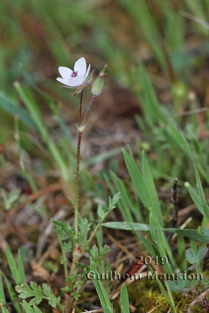Erodium cicutarium vers Poulx (France, Gard)