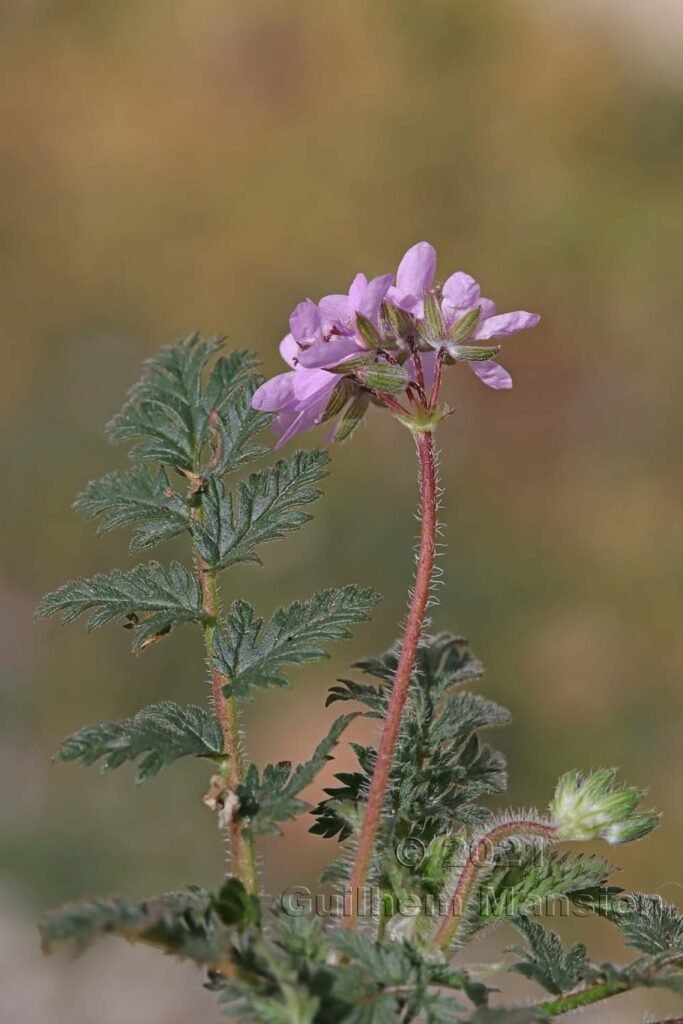Erodium cicutarium vers Baden (Suisse, Argovie)