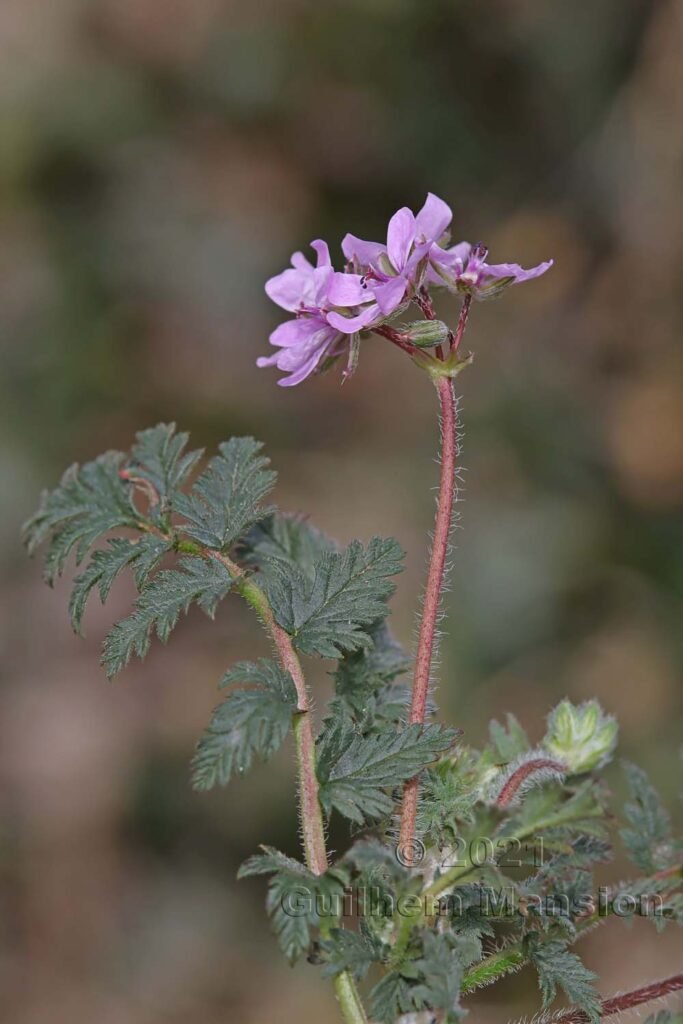Erodium cicutarium vers Baden (Suisse, Argovie)