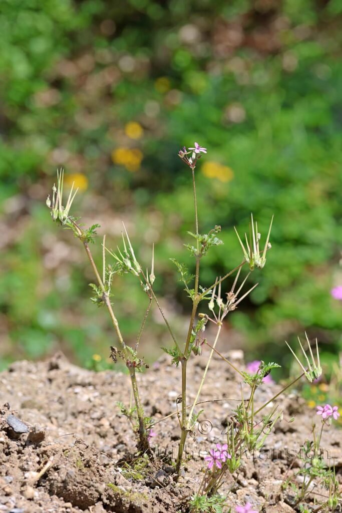 Erodium cicutarium aux Follatères (Suisse, Valais)