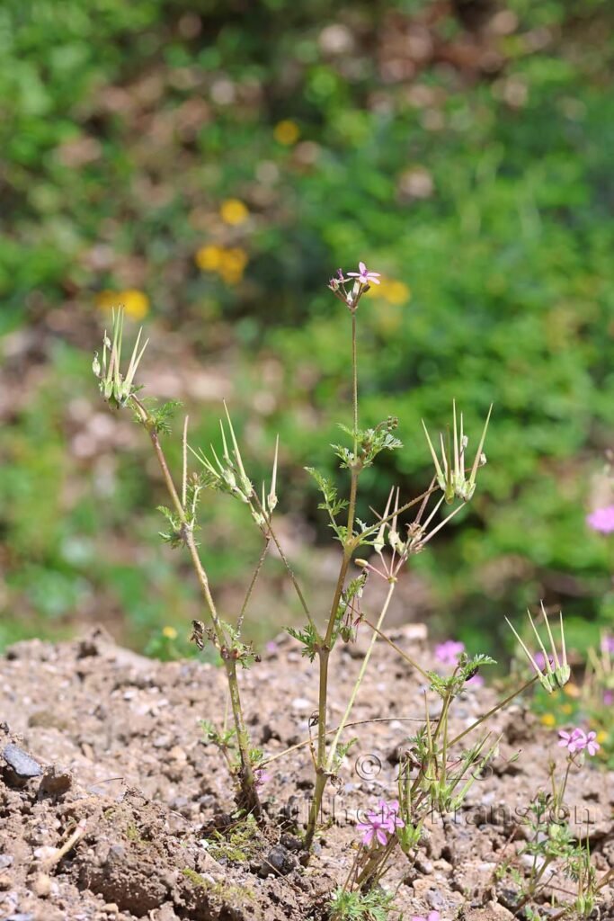 Erodium cicutarium aux Follatères (Suisse, Valais)