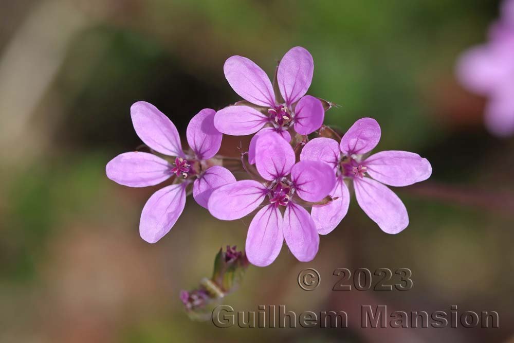Erodium cicutarium aux Follatères (Suisse, Valais)