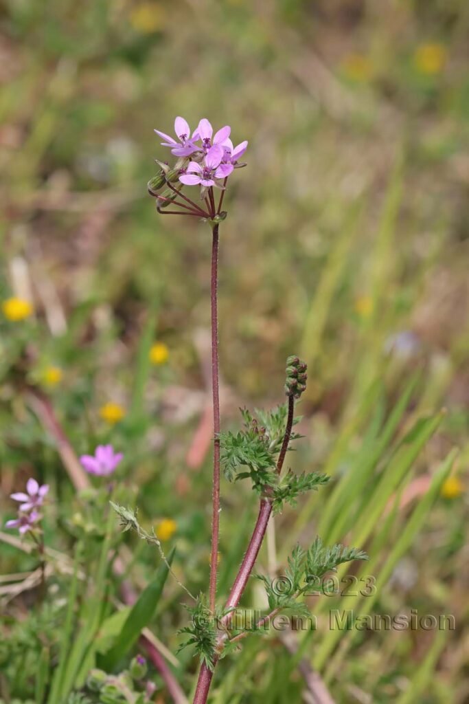 Erodium cicutarium aux Follatères (Suisse, Valais)