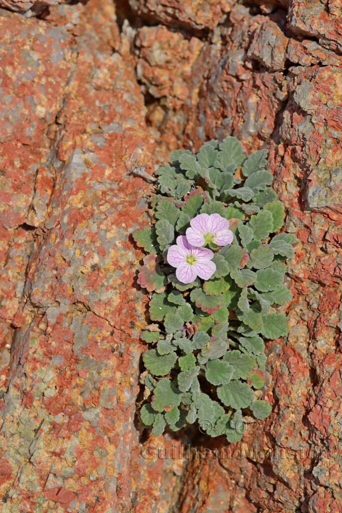 Erodium corsicum vers Bonifacio (France, Corse-du-Sud)
