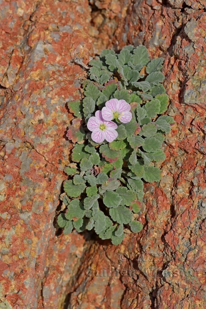 Erodium corsicum vers Bonifacio (France, Corse-du-Sud)