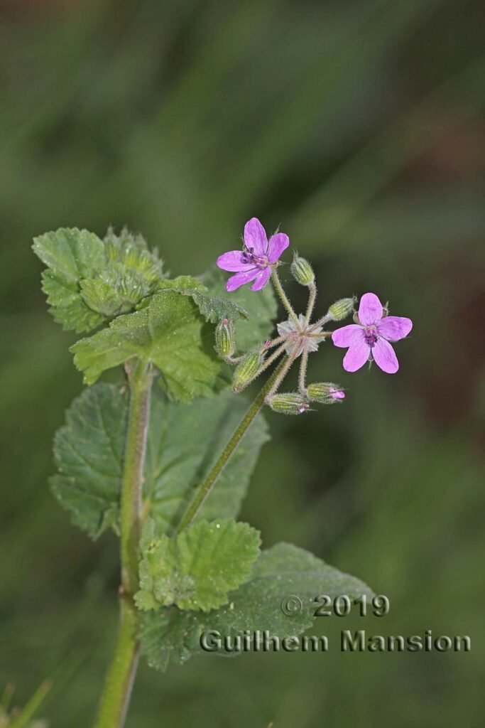 Erodium malacoides vers Poulx (France, Gard)