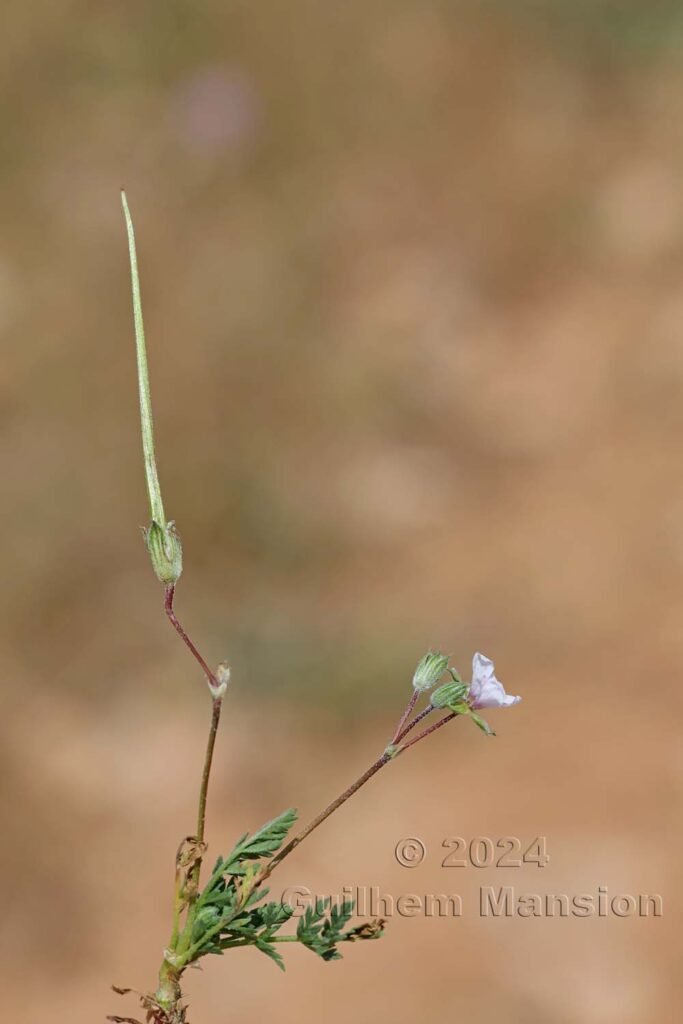 Erodium sp. vers Poulx (France, Gard)