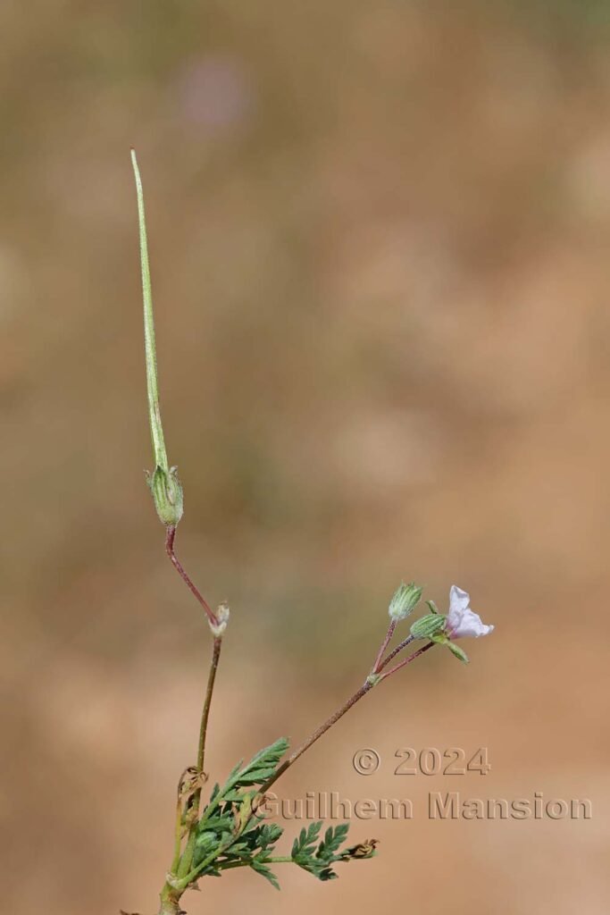 Erodium sp.vers Poulx (France, Gard)