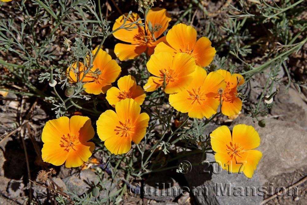 Eschscholzia californica vers Vilaflor (Espagne, Tenerife)