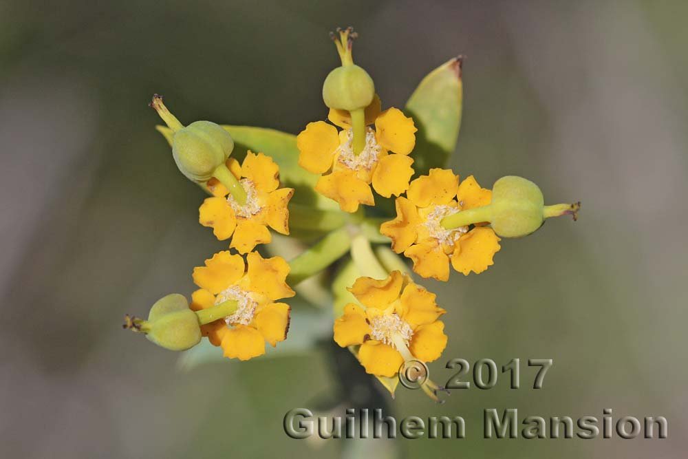 Euphorbia mauritanica à Vanrhynsdorp (Afrique du Sud)
