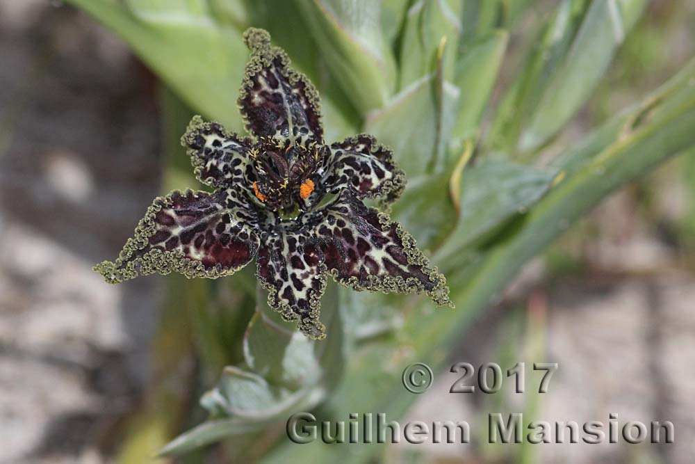 Ferraria crispa vers Yzerfontein (Afrique du Sud)