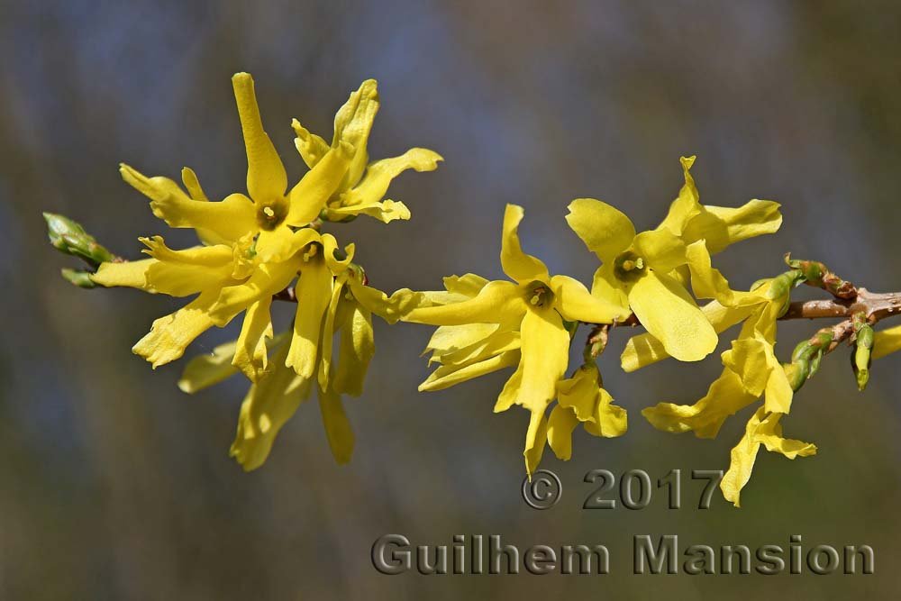 Forsythia intermedia à Zurich-Seebach (Suisse)